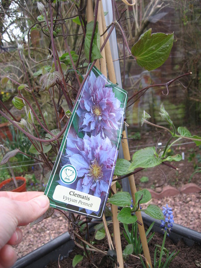 A garden flower photo