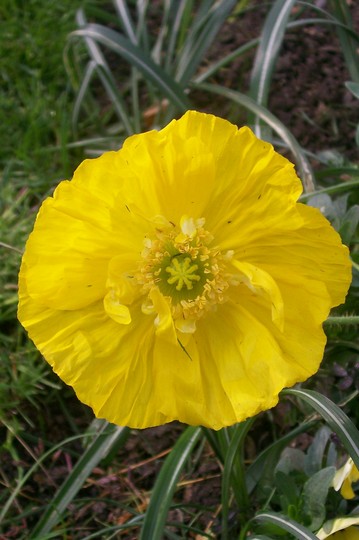 my first poppy in flower (Papaver nudicaule)