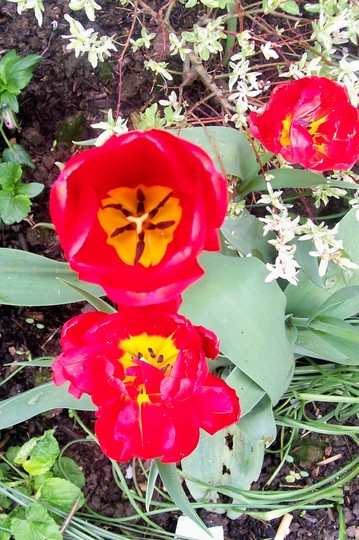 tulips next to the patio. (Tulipa)