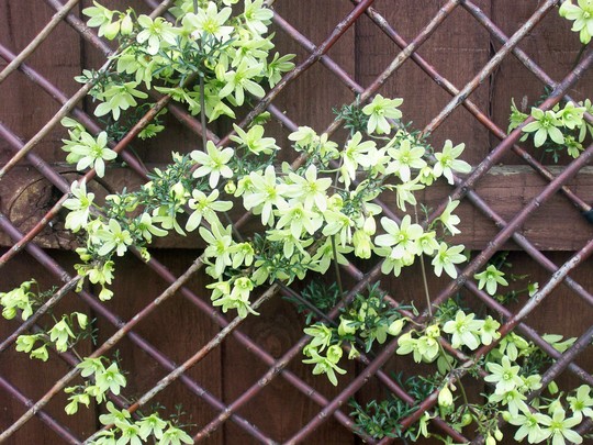clematis 'pixie' going strong in april (Clematis 'pixie')