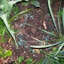 Hosta_protection