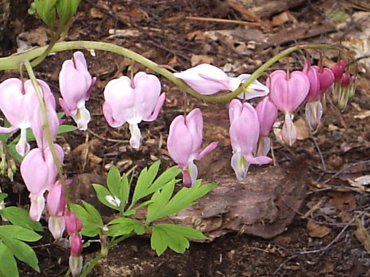 Dicentra spectabilis  