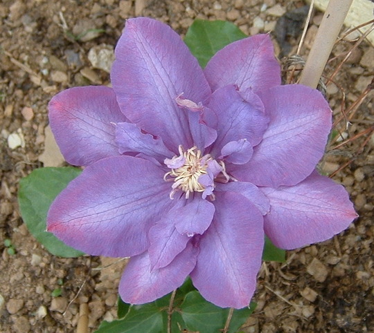 A garden flower photo