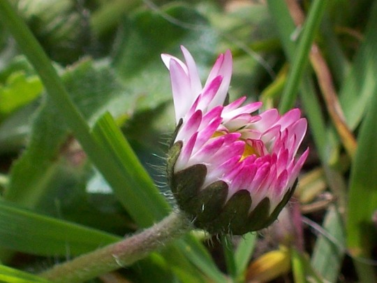 Pretty Closed Daisy 