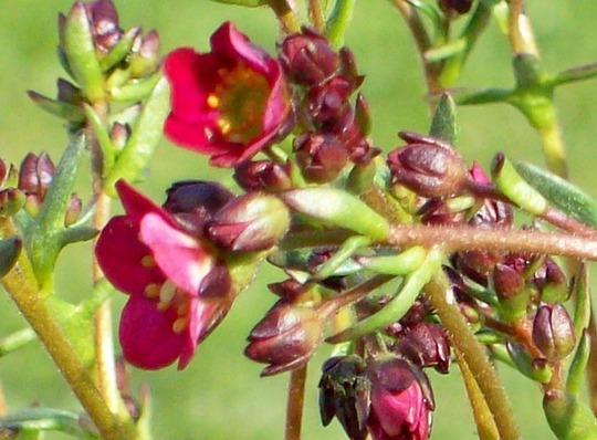 Saxifraga Flowers&Buds