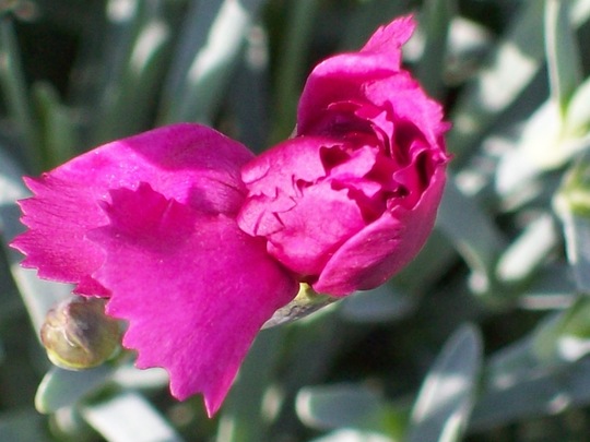 Love the shape/Smell of Pinks&Carnations Petals 