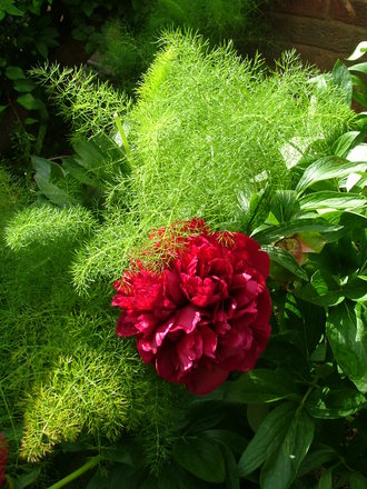 A garden flower photo