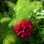 Fennel___peony