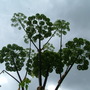 Angelica_flower