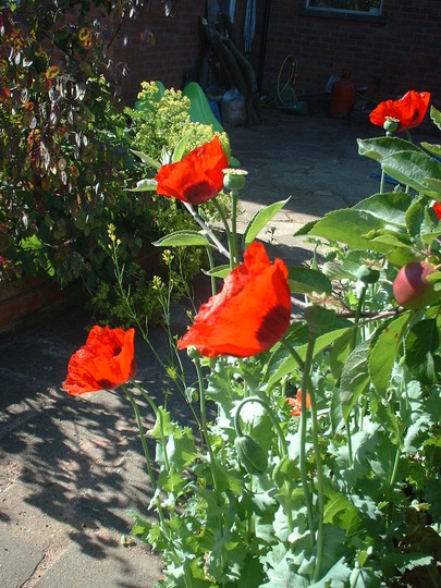 A garden flower photo