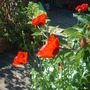 Poppies_backlit_04