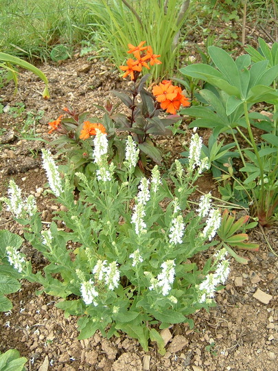 A garden flower photo