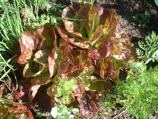 A garden flower photo