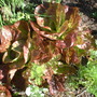 Lettuce_mikola_04