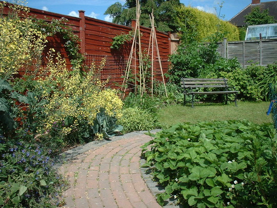 A garden flower photo