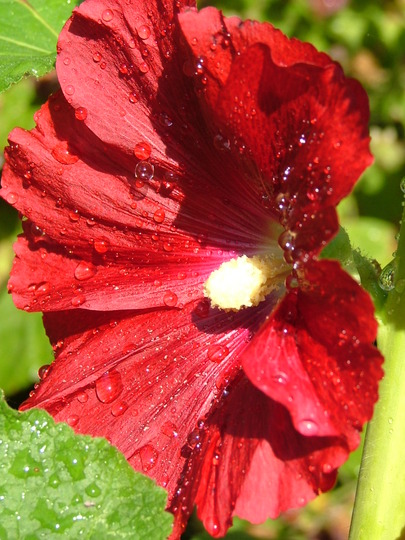 A garden flower photo