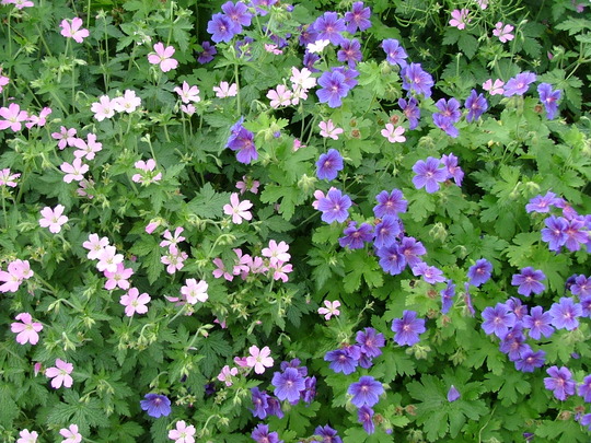 A garden flower photo