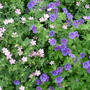 Geraniums