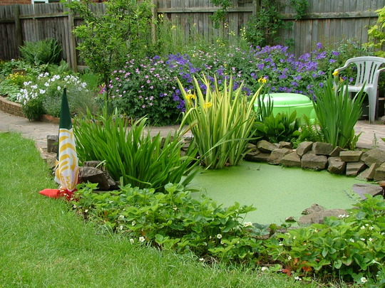 A garden flower photo