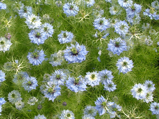 A garden flower photo