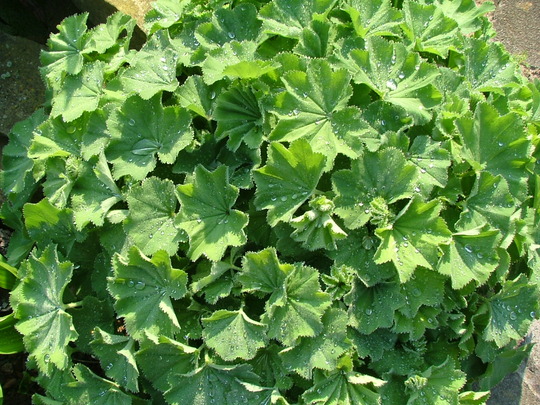 A garden flower photo