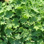 Ladies_mantle