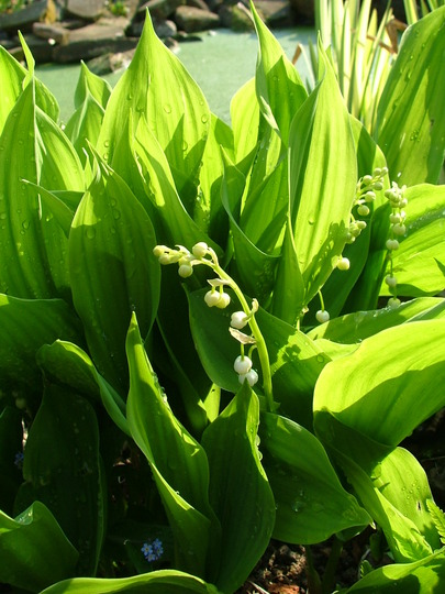 A garden flower photo