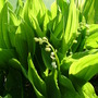 Lily_of_the_valley