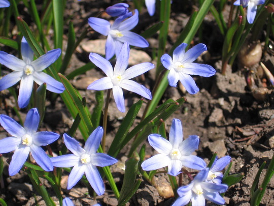 Glory of the Snow (Chionodoxa luciliae (Glory of the snow))