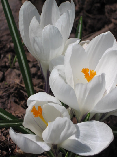 crocus (Crocus vernus (Dutch crocus))