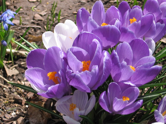 crocus (Crocus vernus (Dutch crocus))