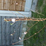 My_garden_010