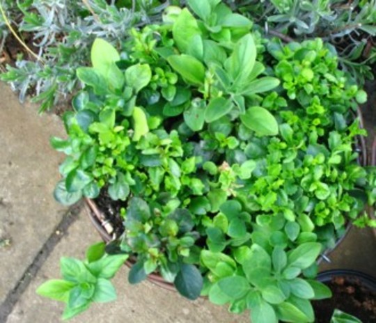 Baskets filling out nicely
