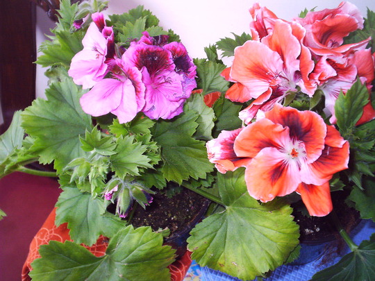 2_together_pelargonium.jpg