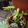 New_plant_lupin_gallery_yellow