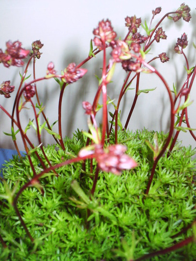 saxifrage_four_winds.jpg
