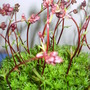 Saxifrage_four_winds