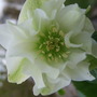 New_double_hellebore