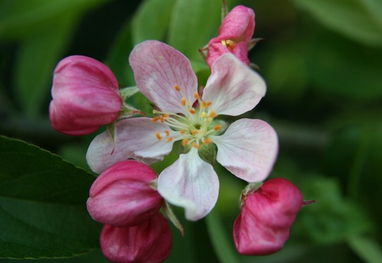 Apple Blossom time in my garden