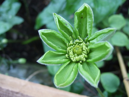 Clematis 'Guernsey Cream' (Clematis)