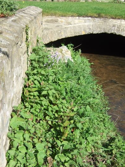 Weedy bank.