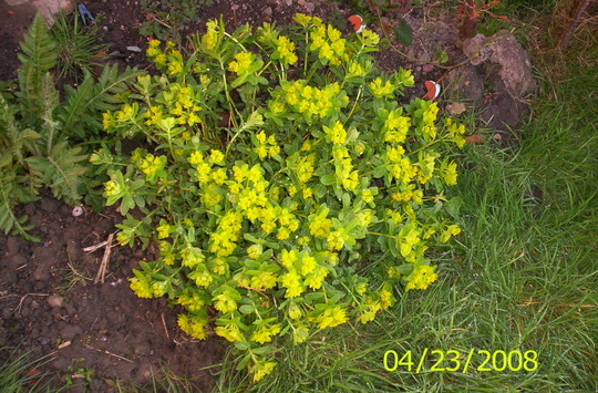 don't know the name of this plant...