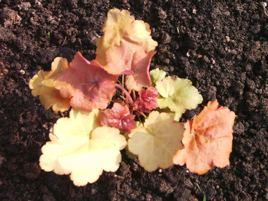 Heuchera 'Creme Brule' (Heuchera 'Creme Brule')