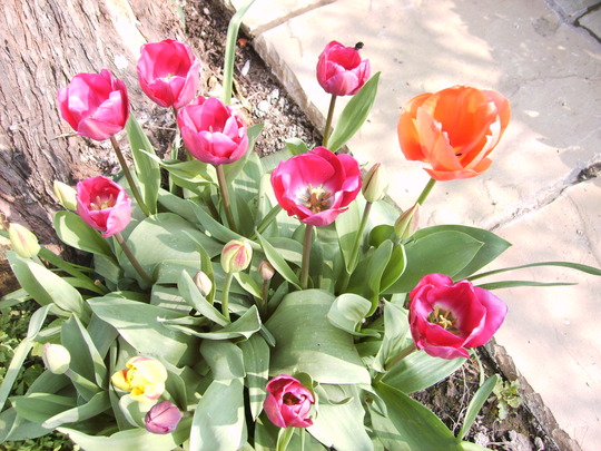 Mixed tulips