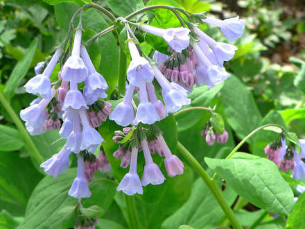 Virginia Bluebells (Mertensia virginica)