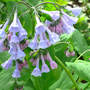Va_bluebells_niceclump_4-22-08_good_sm
