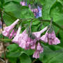 Va_bluebells_pink_4-22-08_sm
