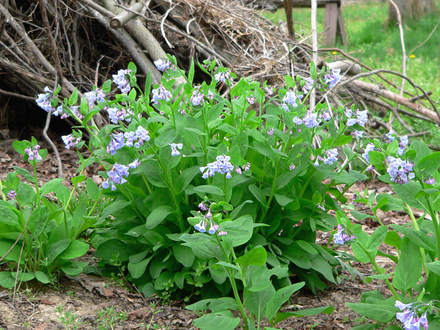 Colony of VA Bluebells (Mertensia virginica)