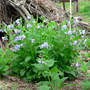 Va_bluebells_colony_side_4-22-08_sm