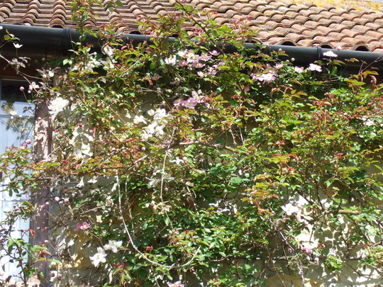 Three different Clematis montana on the house wall.